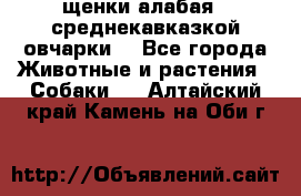 щенки алабая ( среднекавказкой овчарки) - Все города Животные и растения » Собаки   . Алтайский край,Камень-на-Оби г.